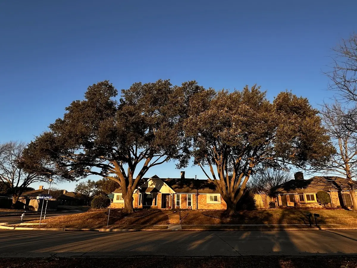 Established residential canopy tree shading a home in Kirby